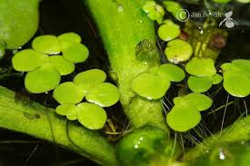 Attēlu rezultāti vaicājumam “Spirodela polyrhiza”