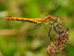 Attēlu rezultāti vaicājumam “Sympetrum sanguineum”