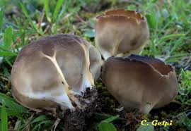 Attēlu rezultāti vaicājumam “Helvella acetabulum”