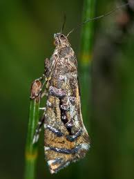 Attēlu rezultāti vaicājumam “Glyphipterigidae”