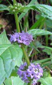 Attēlu rezultāti vaicājumam “Mentha x verticillata leaf”
