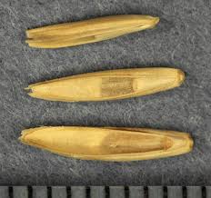 Attēlu rezultāti vaicājumam “Bromus secalinus”