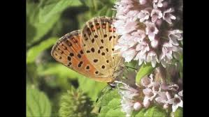 Attēlu rezultāti vaicājumam “Lycaena tityrus”