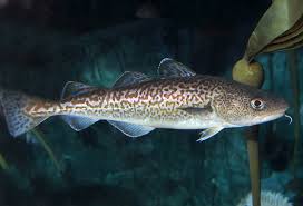 Image result for Gadus macrocephalus