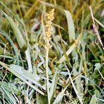 Attēlu rezultāti vaicājumam “Herminium monorchis fruit”