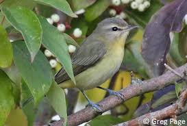 Image result for Vireo philadelphicus