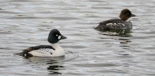 Attēlu rezultāti vaicājumam “Bucephala clangula female”