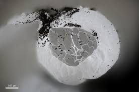 Attēlu rezultāti vaicājumam “Badhamia dubia macro”