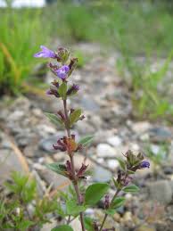 Attēlu rezultāti vaicājumam “Acinos arvensis flower”