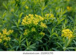 Attēlu rezultāti vaicājumam “Euphorbia palustris flower”