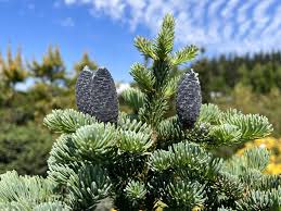 Attēlu rezultāti vaicājumam “Abies”