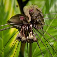 Image result for Tacca chantrieri