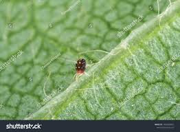 Attēlu rezultāti vaicājumam “Panonychus”