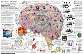 Image result for map of the brain