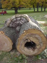 Attēlu rezultāti vaicājumam “Ganoderma applanatum”