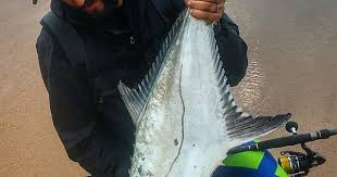 Image result for Lichia amia