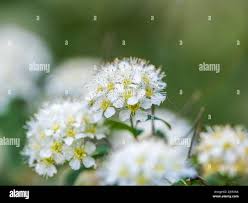 Attēlu rezultāti vaicājumam “Spiraea chamaedryfolia flower”
