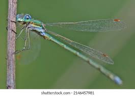 Attēlu rezultāti vaicājumam “Lestes dryas male”