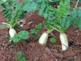 Image result for Raphanus sativus ssp. Oleiformes