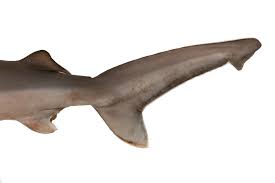 Image result for Carcharhinus plumbeus