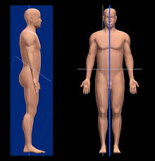 Image result for body midline