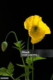 Image result for Meconopsis cambrica