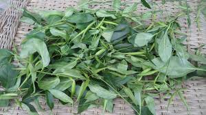 Attēlu rezultāti vaicājumam “Brachypodium sylvaticum fruit”