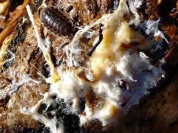 Attēlu rezultāti vaicājumam “Athelia pyriformis”