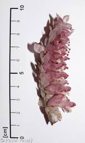 Attēlu rezultāti vaicājumam “Lathraea squamaria flower”