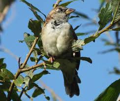 Image result for Passer domesticus