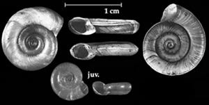 Attēlu rezultāti vaicājumam “Planorbis planorbis”
