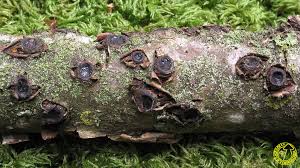 Attēlu rezultāti vaicājumam “Biscogniauxia marginata”