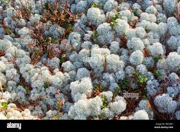 Attēlu rezultāti vaicājumam “Cladonia stellaris”