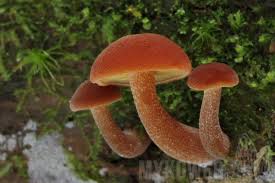 Attēlu rezultāti vaicājumam “Gymnopilus picreus”