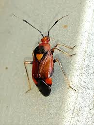 Attēlu rezultāti vaicājumam “Deraeocoris ruber”