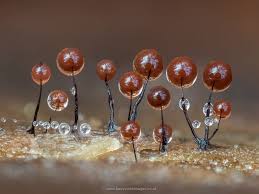 Attēlu rezultāti vaicājumam “Diderma floriforme stalked”