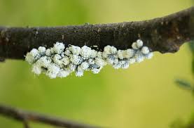 Attēlu rezultāti vaicājumam “Prociphilus xylostei”