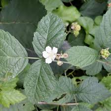 Attēlu rezultāti vaicājumam “Rubus caesius flower”