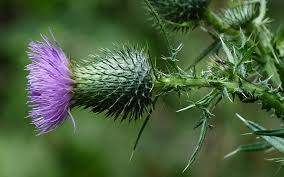 Attēlu rezultāti vaicājumam “Cirsium vulgare”