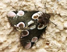 Attēlu rezultāti vaicājumam “Thyatira batis imago”