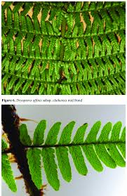 Attēlu rezultāti vaicājumam “Dryopteris affinis”