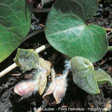 Attēlu rezultāti vaicājumam “Asarum europaeum”