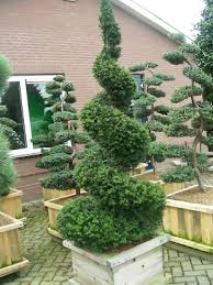 Attēlu rezultāti vaicājumam “Taxus baccata bud”