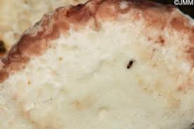 Attēlu rezultāti vaicājumam “Postia guttulata”