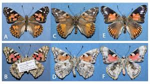 Attēlu rezultāti vaicājumam “Vanessa cardui underside”