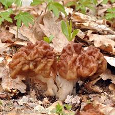 Attēlu rezultāti vaicājumam “Gyromitra gigas”