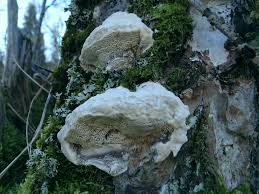 Attēlu rezultāti vaicājumam “Trametes suaveolens”