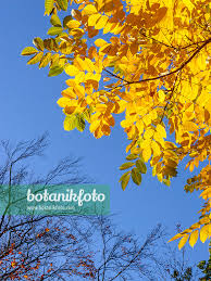 Attēlu rezultāti vaicājumam “Juglans cinerea leaf”