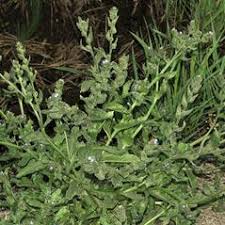 Attēlu rezultāti vaicājumam “Anchusa arvensis leaf”