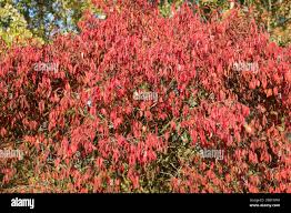 Attēlu rezultāti vaicājumam “Euonymus europaeus”